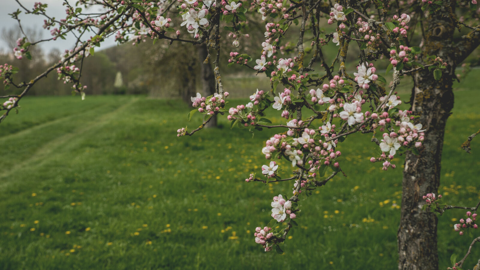 24-70mm F2.8-2.8 SSM sample photo. Beautiful, bloom, blooming, blossom photography
