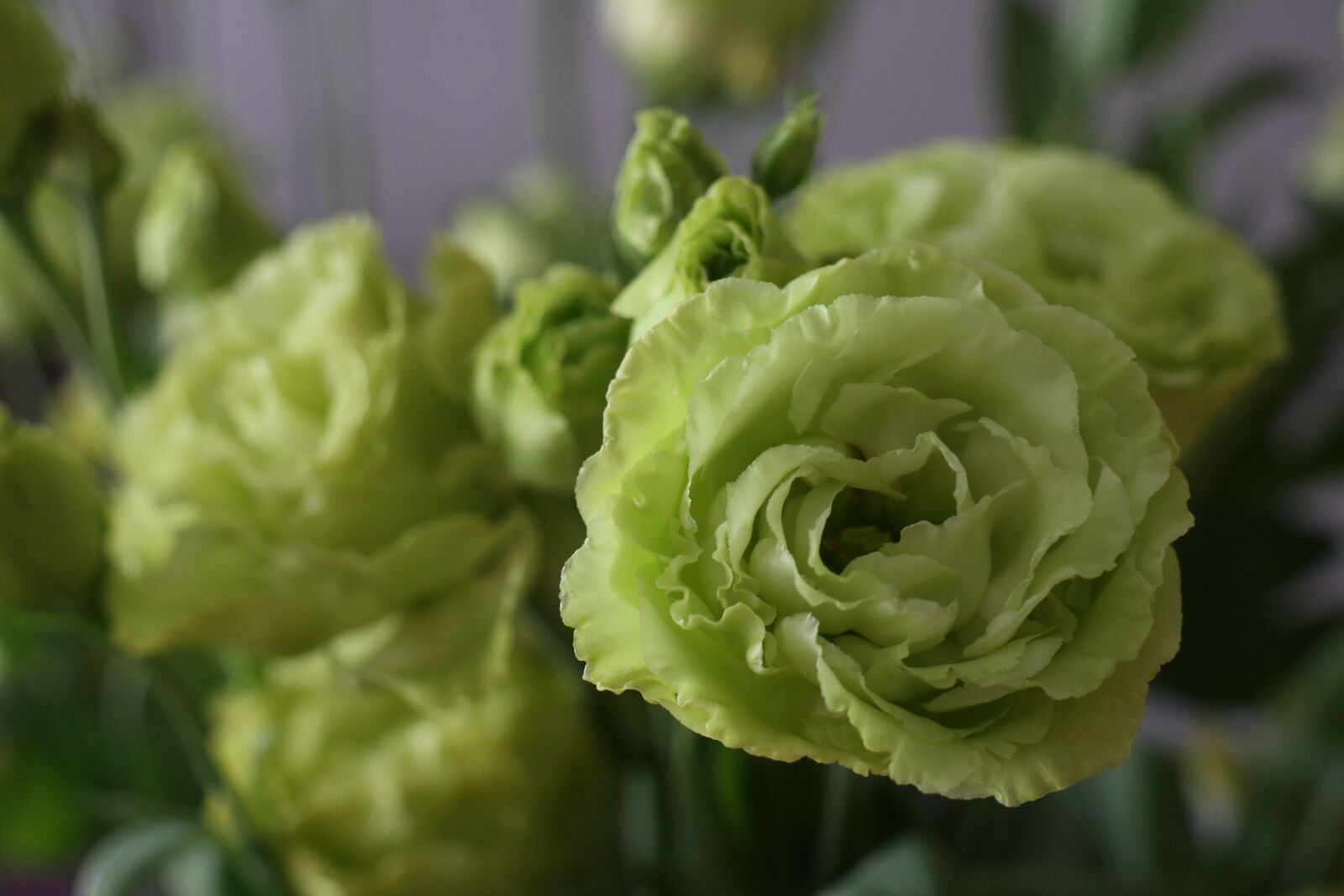 Canon EOS M6 sample photo. Flowers, bouquet, color photography