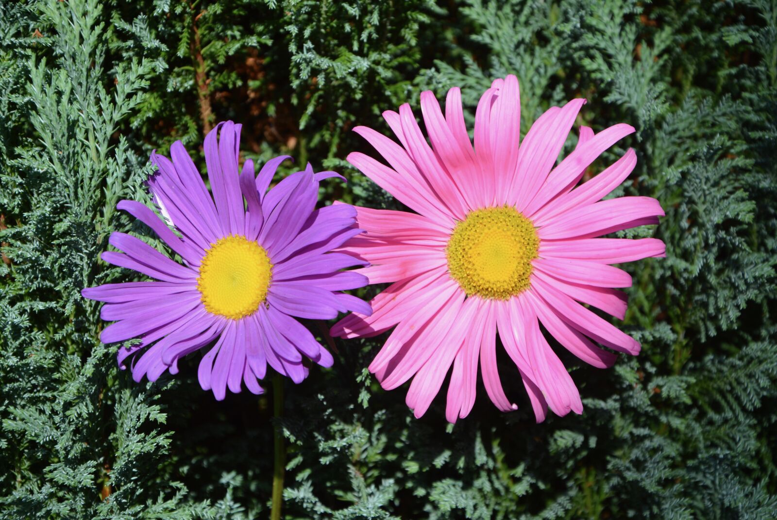 Nikon D5200 sample photo. Flowers, pink parma, nature photography