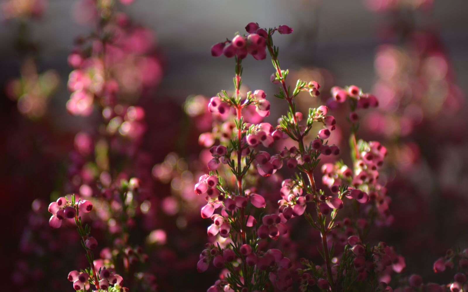 Nikon D5200 sample photo. Autumn, bloom, bokeh, color photography