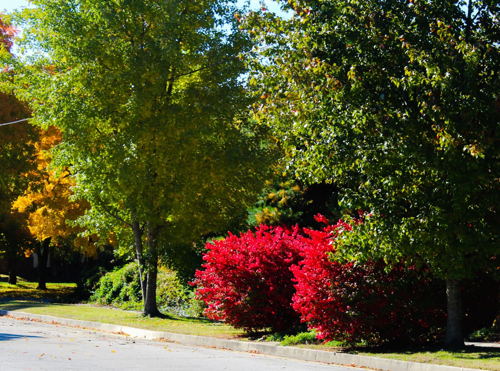 Canon EOS 1200D (EOS Rebel T5 / EOS Kiss X70 / EOS Hi) + Canon EF-S 18-55mm F3.5-5.6 IS II sample photo. Trees, bushes, red photography