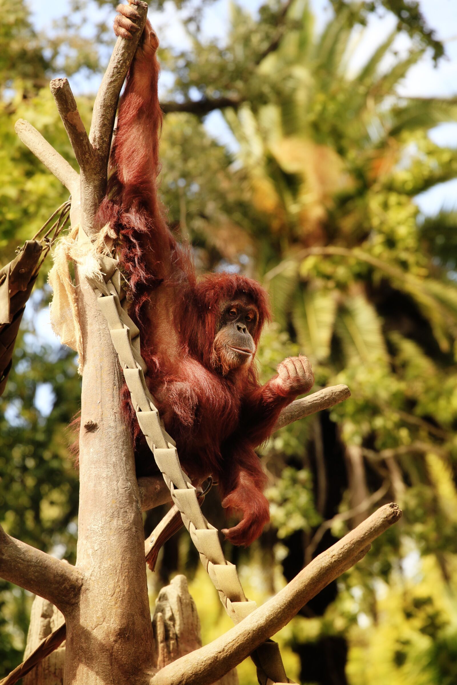 Canon EOS 5D Mark II sample photo. Zoo, monkey, ape photography