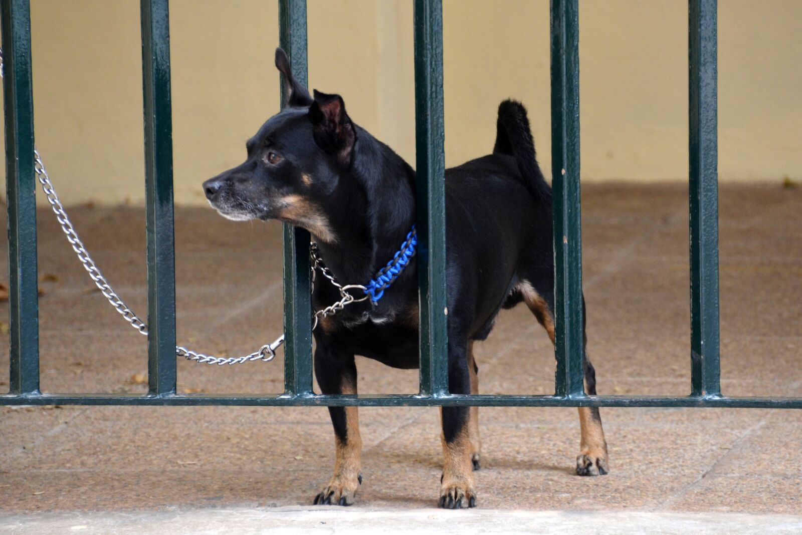 Nikon D5100 sample photo. Dog, pet, animal photography