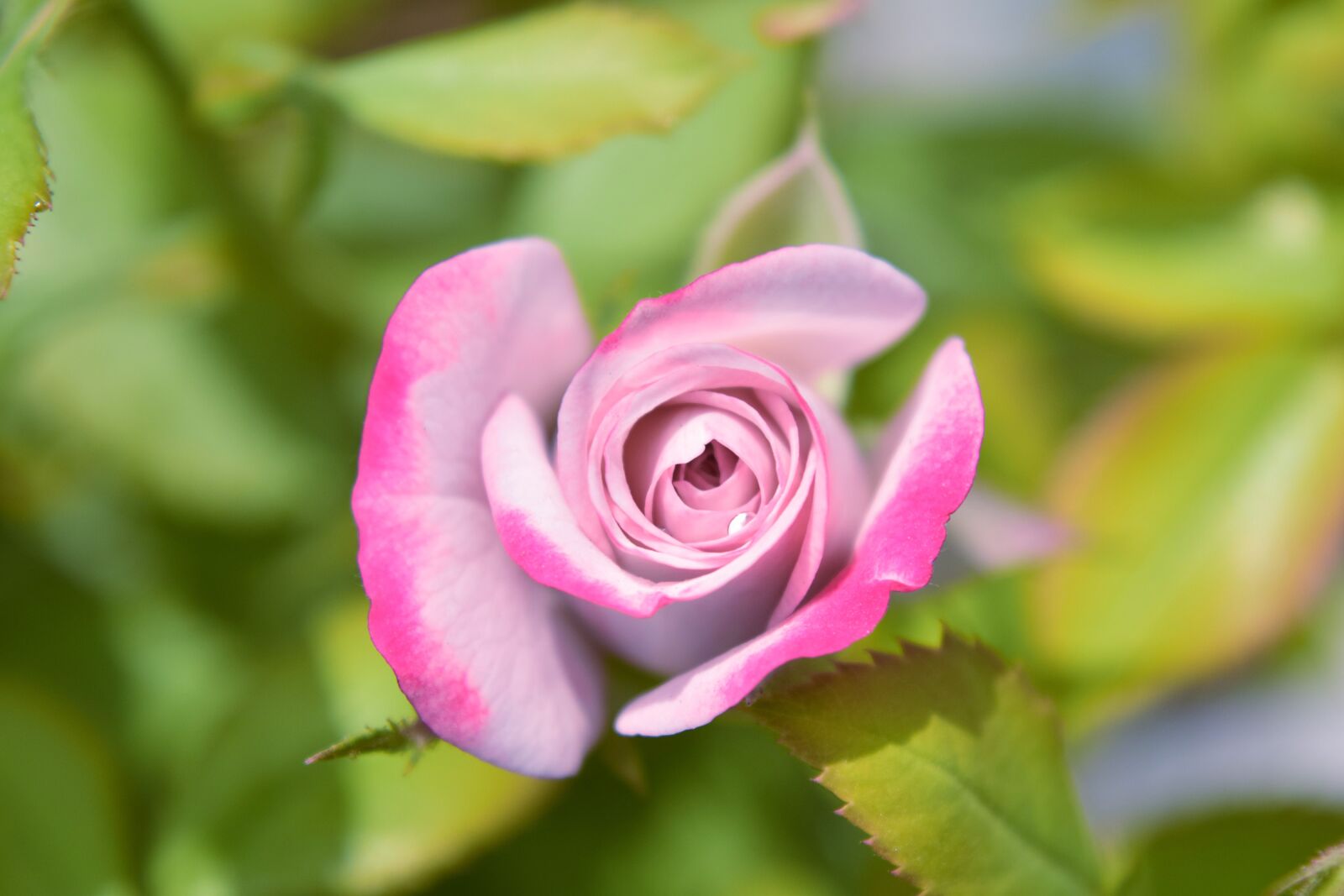 Nikon D5300 sample photo. Rose, pink, flower photography