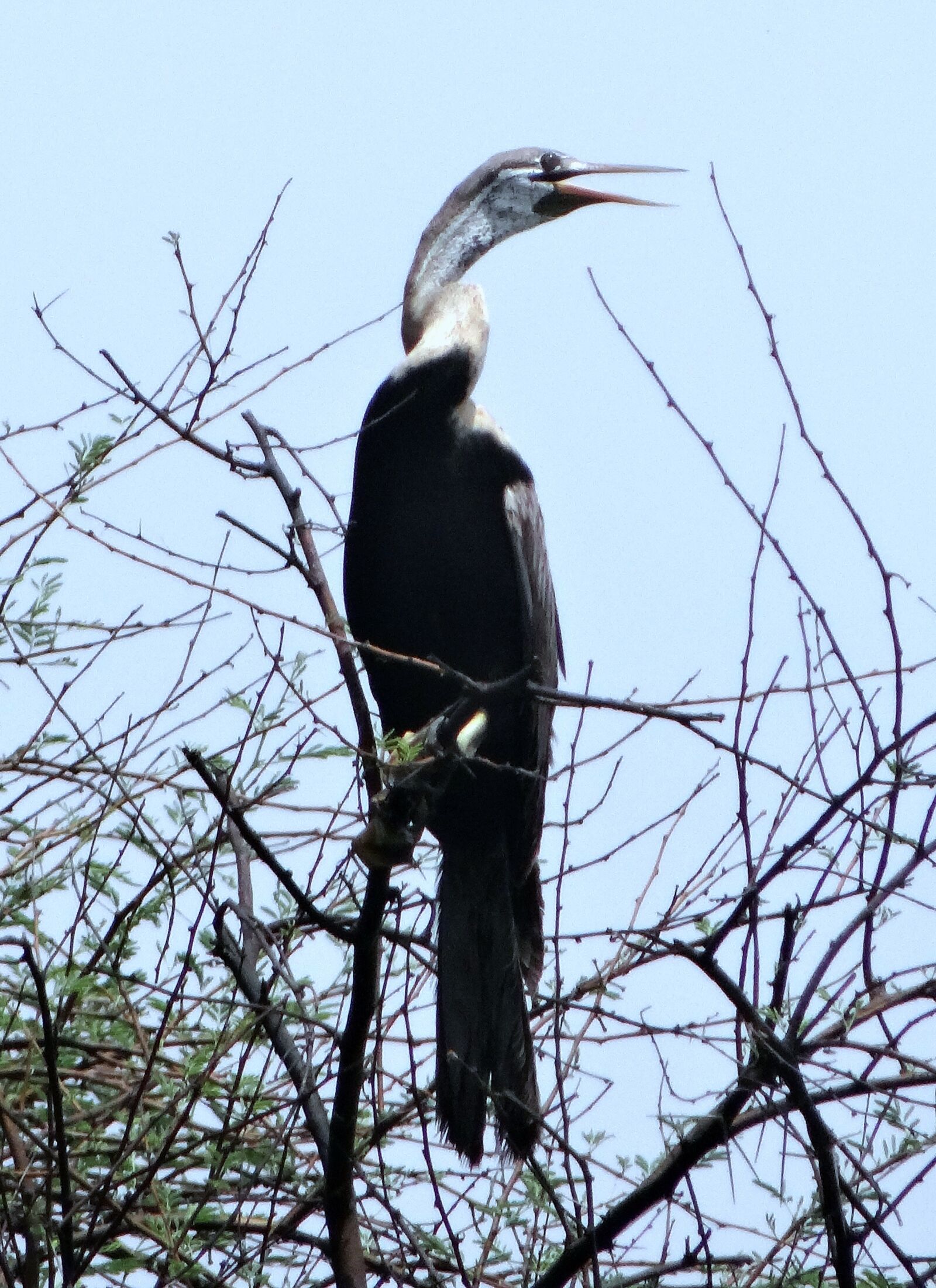 Sony DSC-HX200V sample photo. Darter, snakebird, waterbird photography