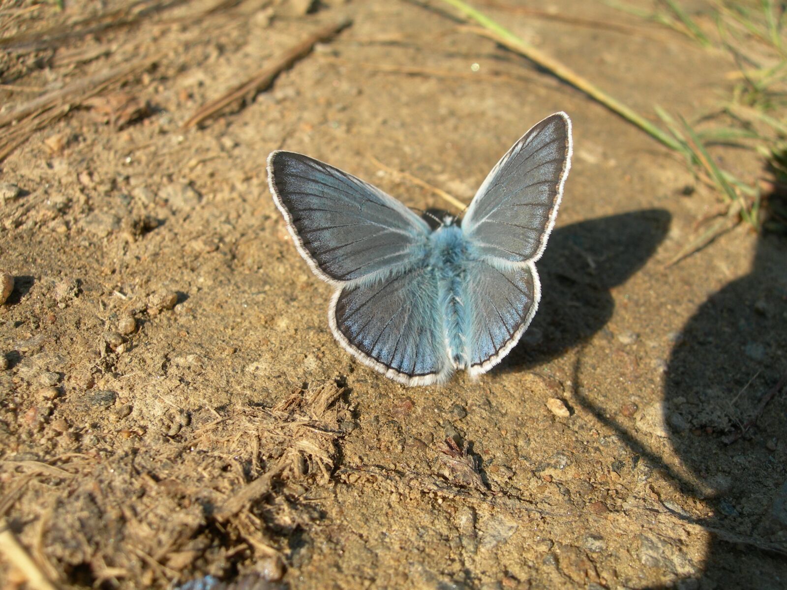 Nikon E7900 sample photo. Butterfly, blue photography