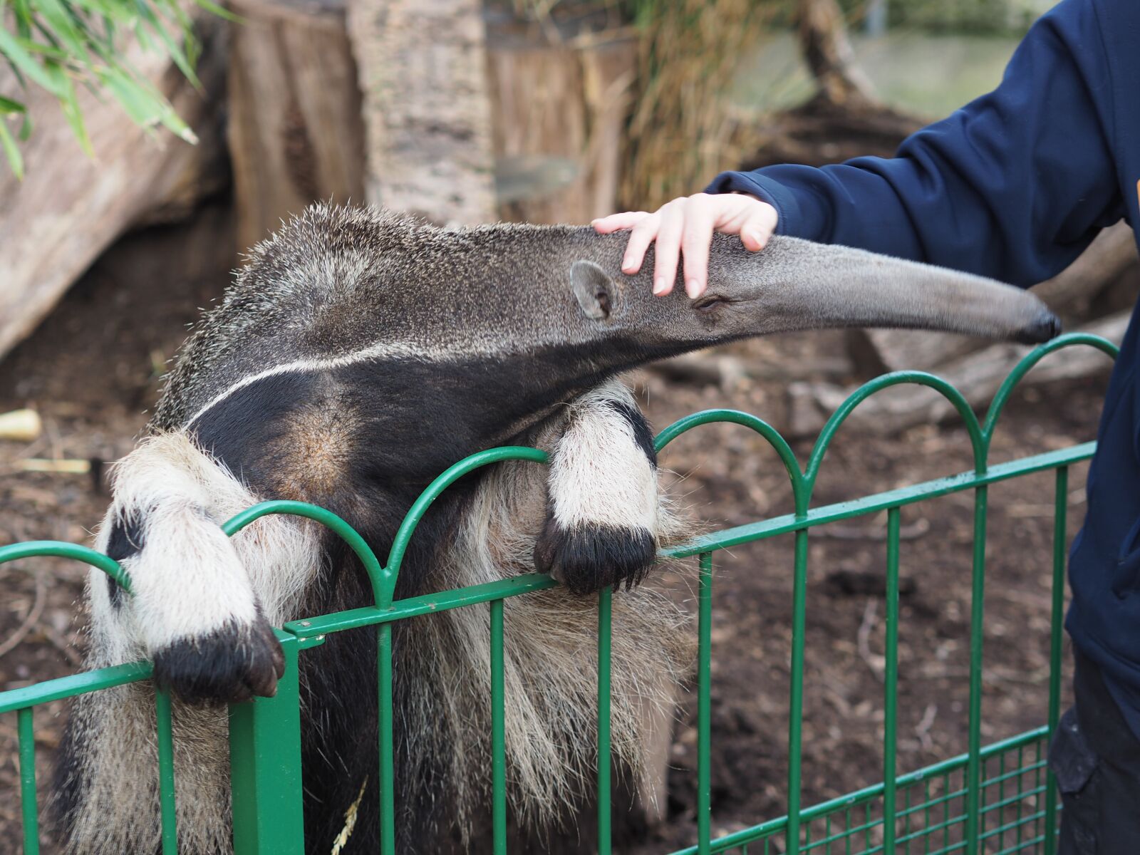 Olympus OM-D E-M10 II + Olympus M.Zuiko Digital 45mm F1.8 sample photo. Anteater, longleat, zoo photography