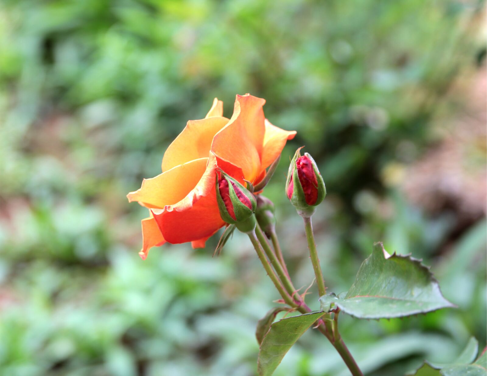 Canon EOS 550D (EOS Rebel T2i / EOS Kiss X4) sample photo. Rose, roses, flower photography