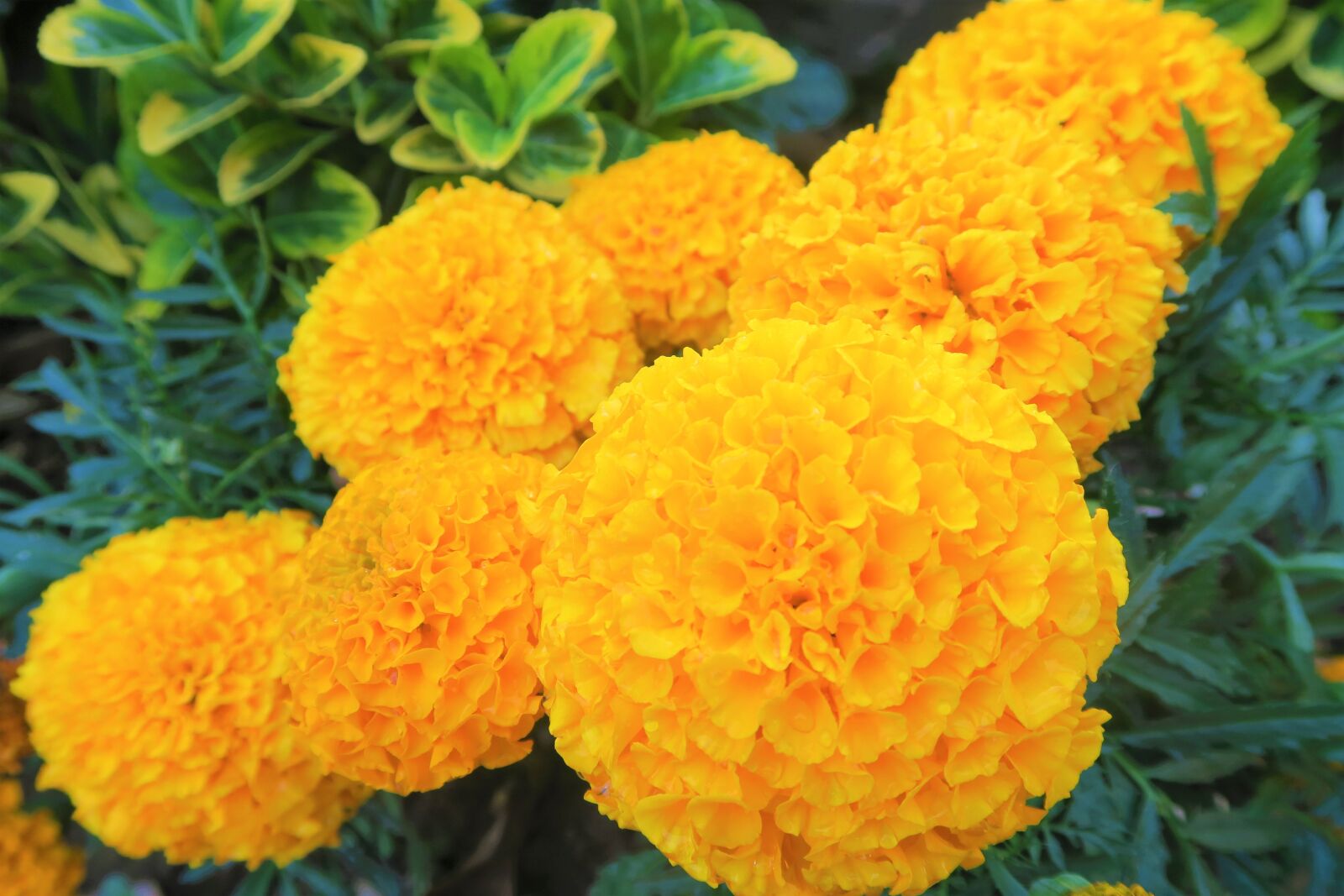Canon PowerShot G7 X sample photo. Flower, yellow, nature photography