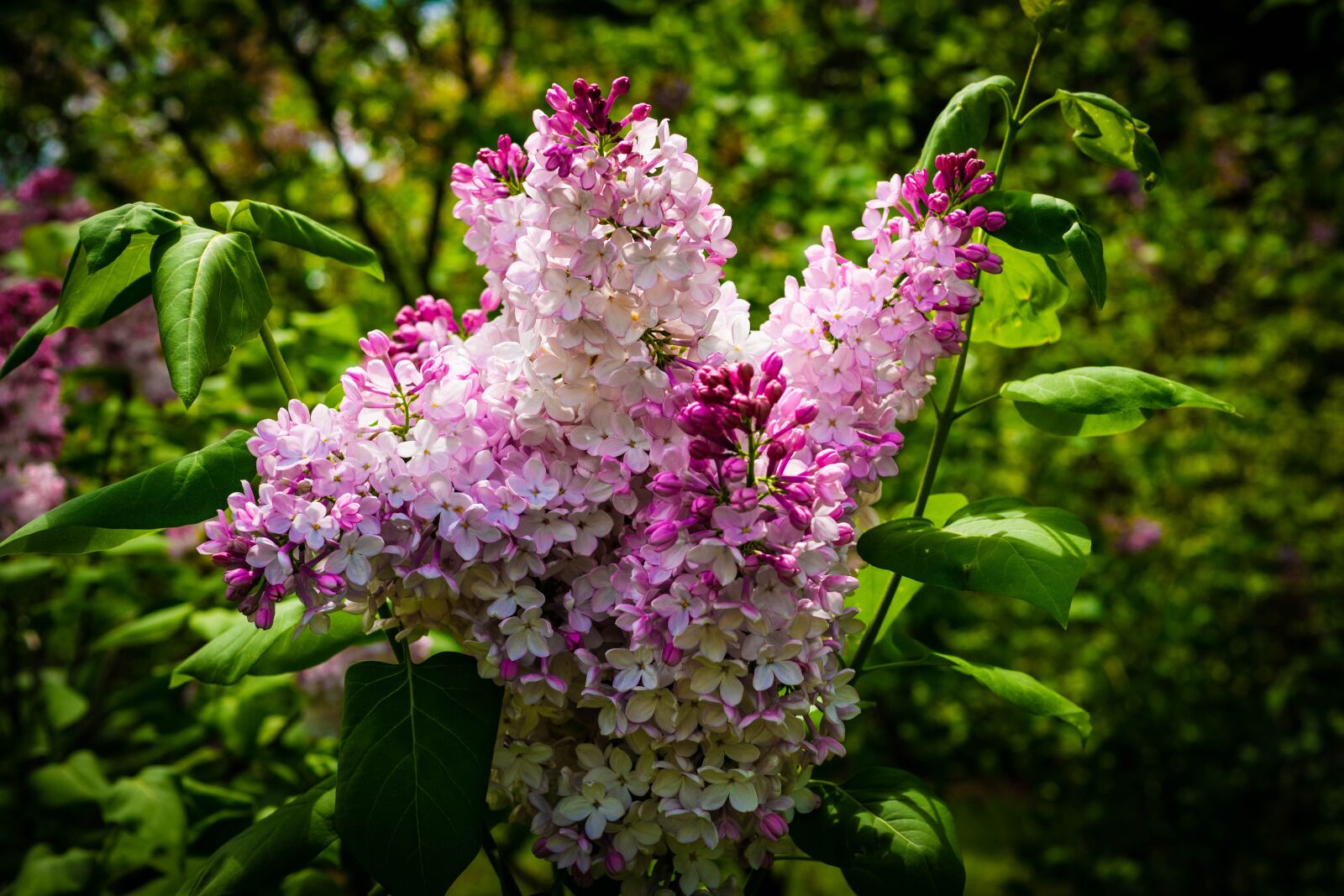 Panasonic Leica DG Summilux 25mm F1.4 II ASPH sample photo. Lilac, flower, garden photography