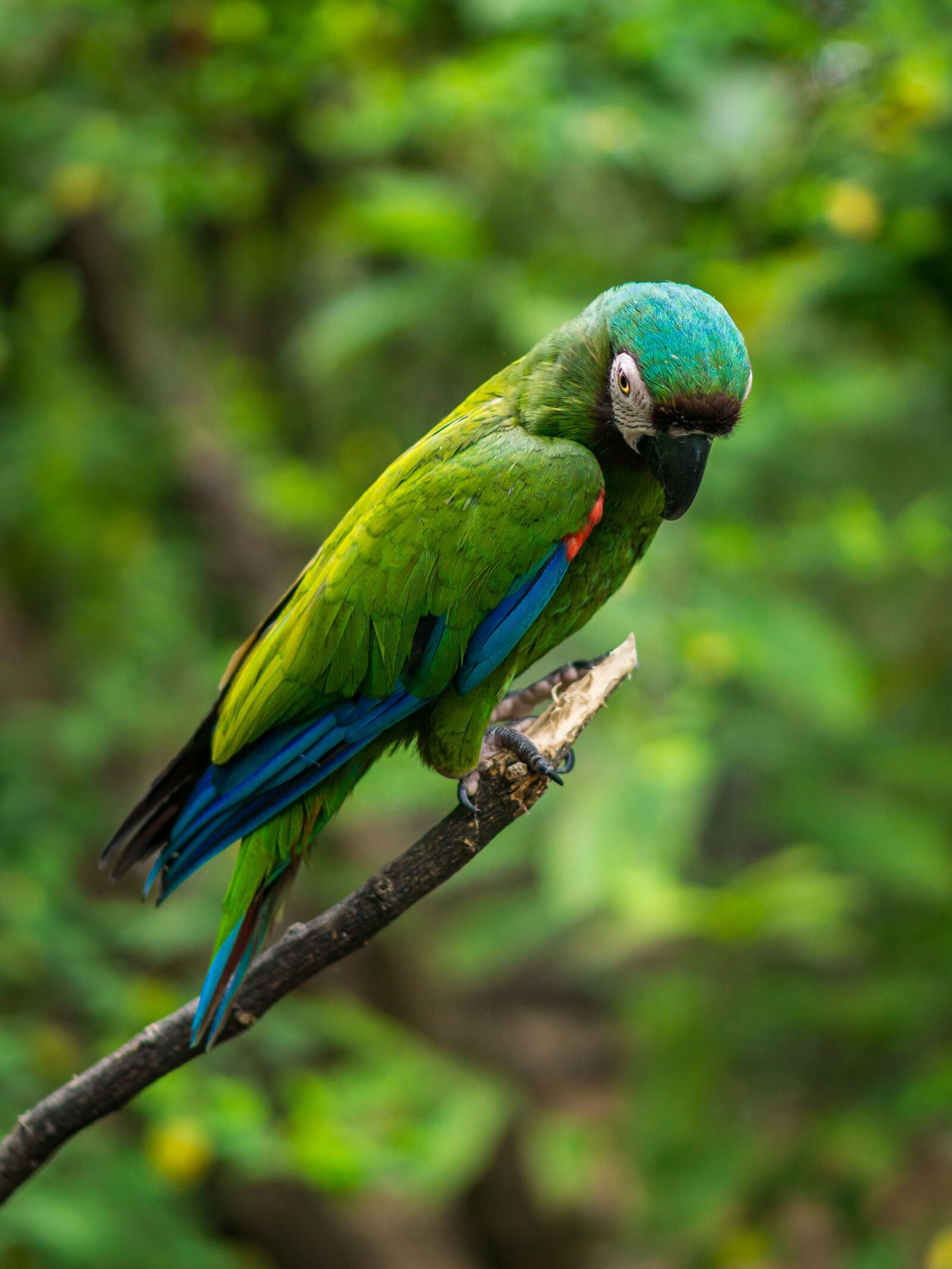 E 50mm F1.8 OSS sample photo. Guacamaya, animal, grass photography
