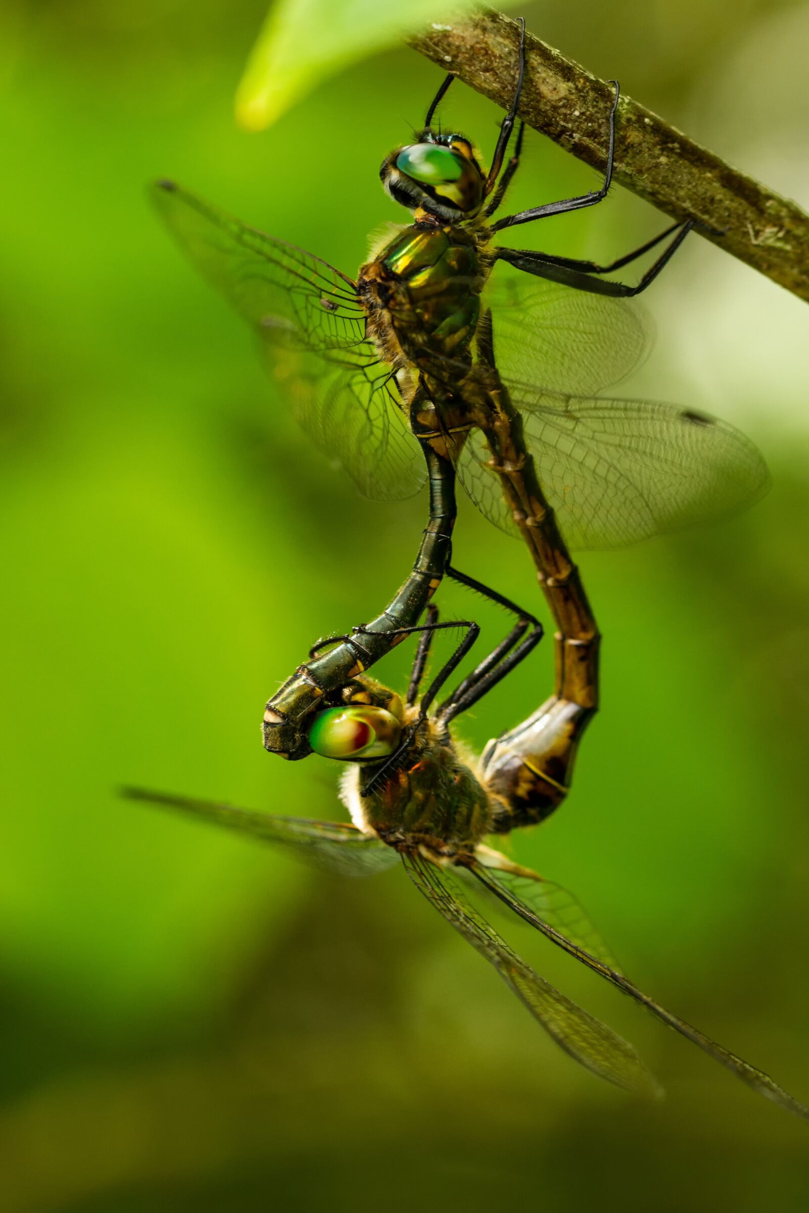 Canon EOS 7D + Canon EF 100mm F2.8L Macro IS USM sample photo. Dragonfly, insect, nature photography