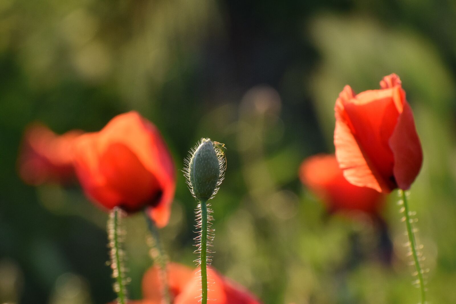 Nikon D3300 sample photo. Red poppys, near railway photography