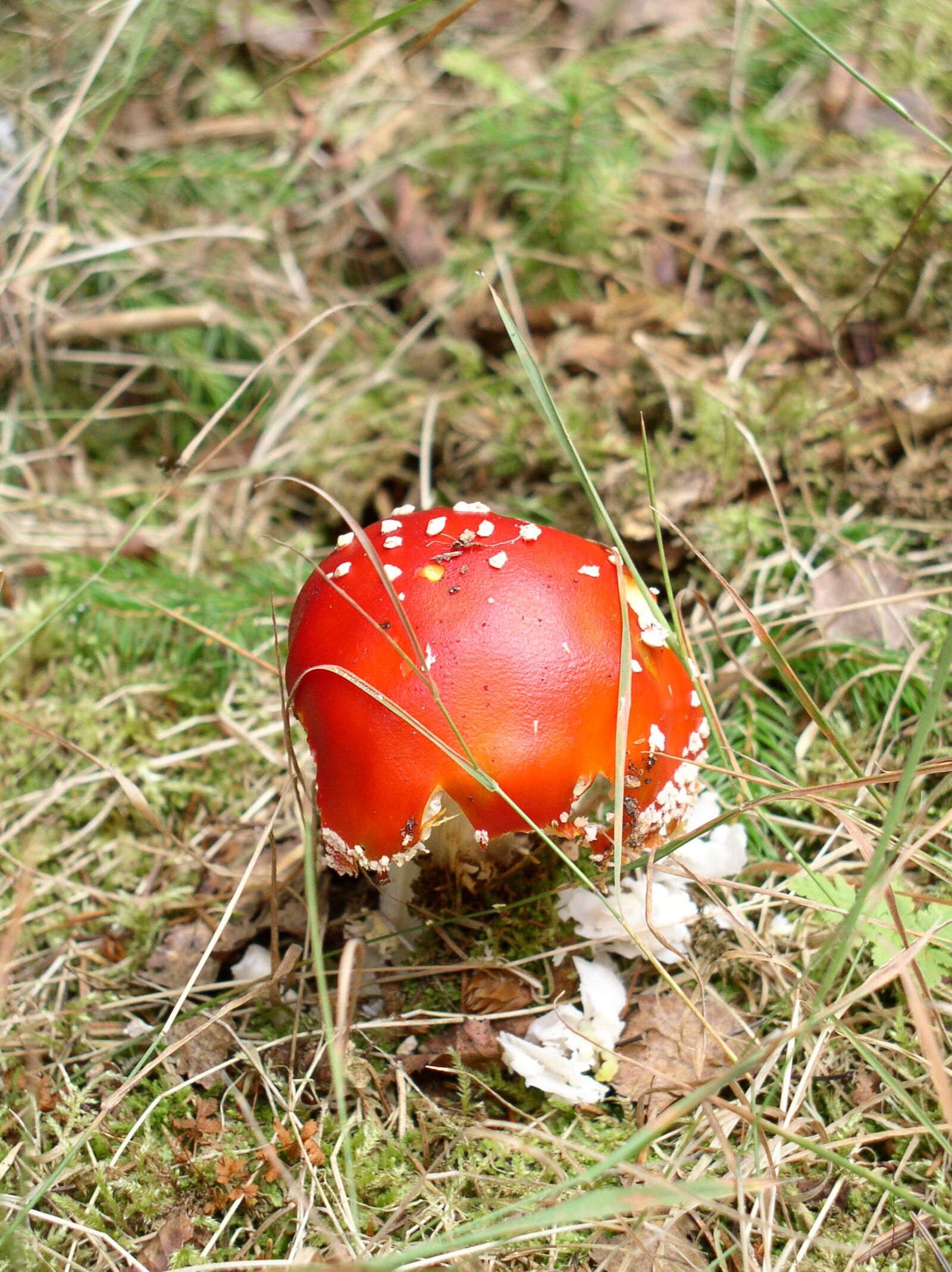 Olympus C4100Z,C4000Z sample photo. Fungus, red, forest photography