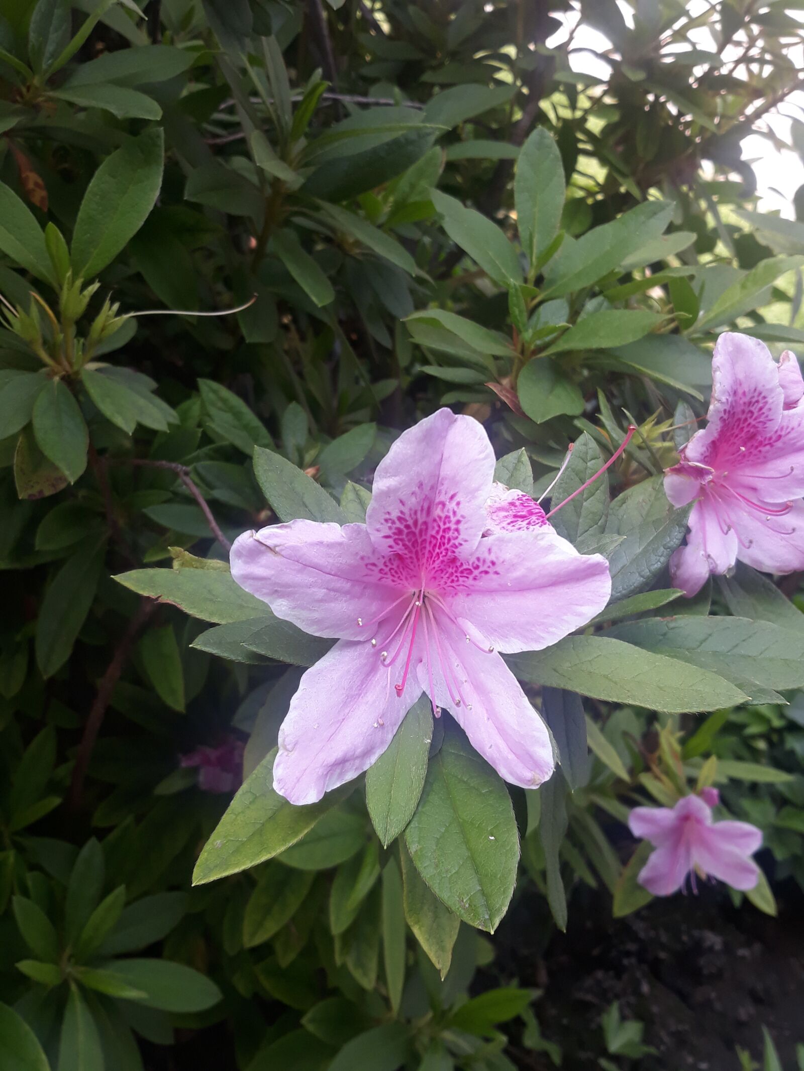 Samsung Galaxy J7 Pro sample photo. Flower, plants, bloom photography