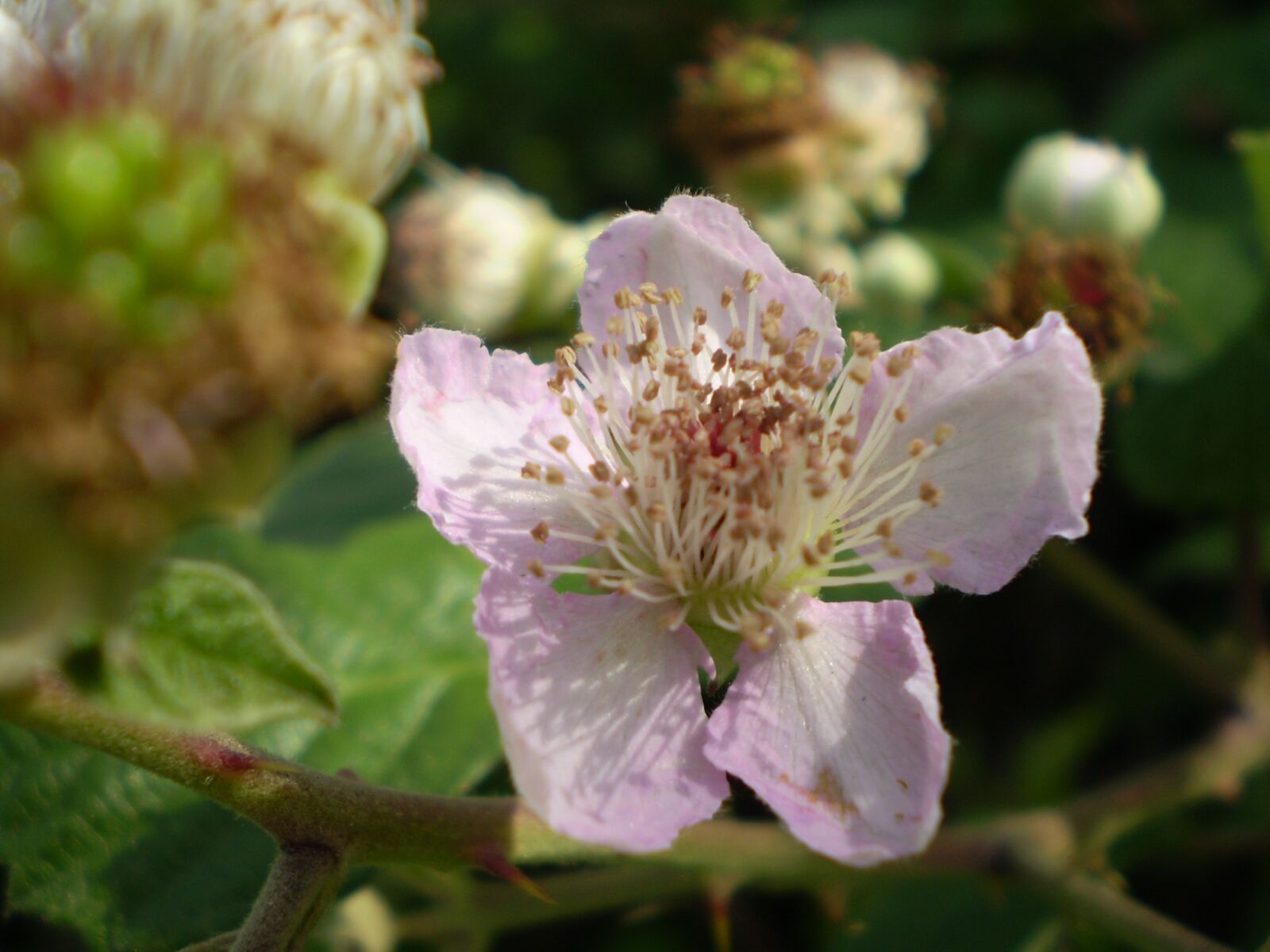 Olympus FE210,X775 sample photo. Flower, wild, blackberry photography