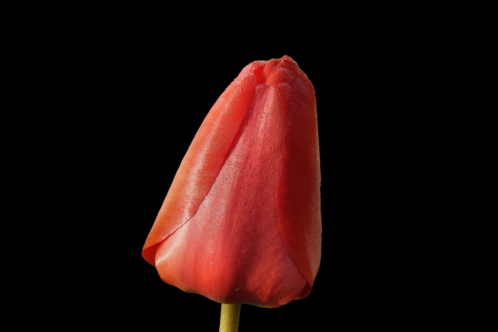 Nikon Coolpix P900 sample photo. Tulip, red, spring photography