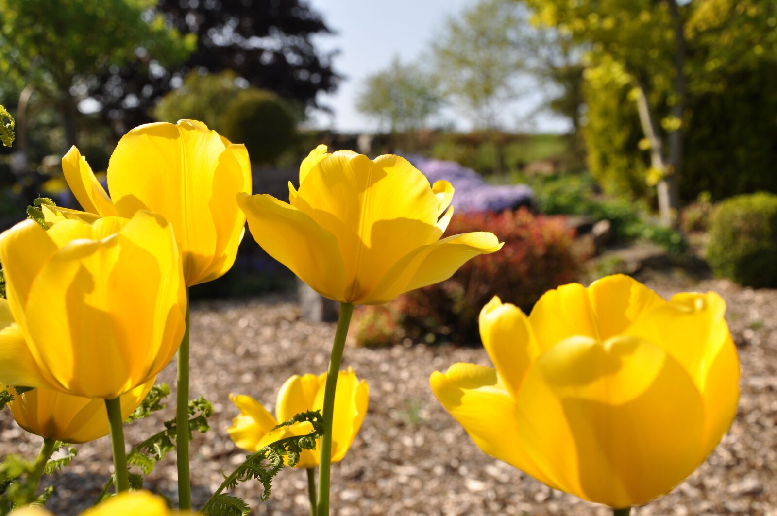Nikon D90 sample photo. Tulip, flower, plant photography