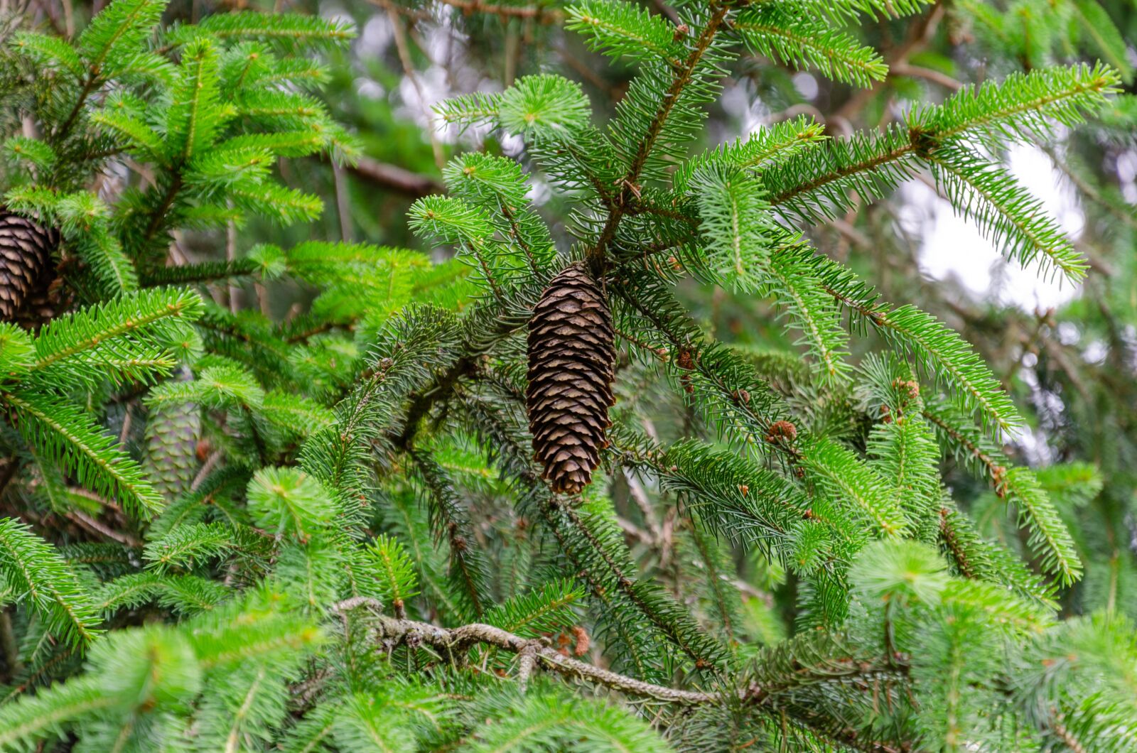 Nikon D5100 sample photo. Conifer, pine cones, tap photography
