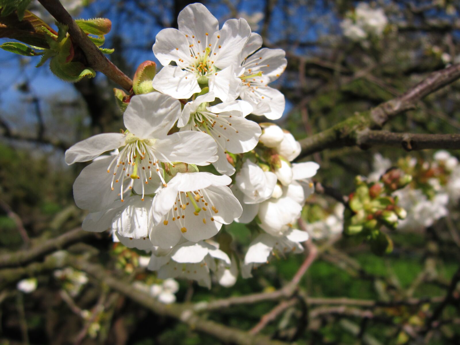 Canon PowerShot A3200 IS sample photo. Cherry blossom, spring, tree photography