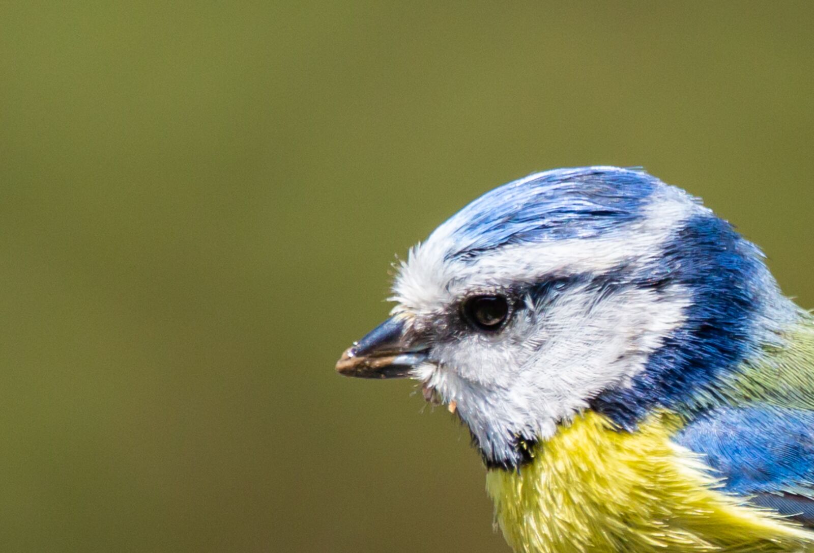 150-600mm F5-6.3 DG OS HSM | Contemporary 015 sample photo. Blue tit, tit, small photography