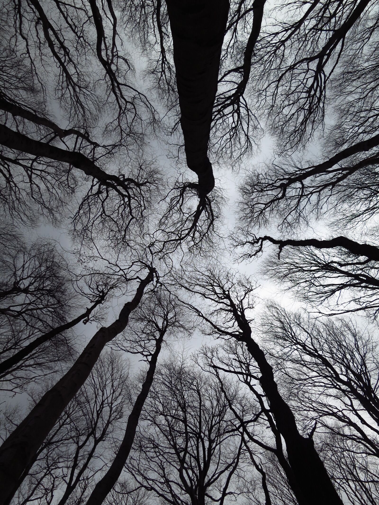 Canon PowerShot S100 sample photo. Tree, winter, wood photography