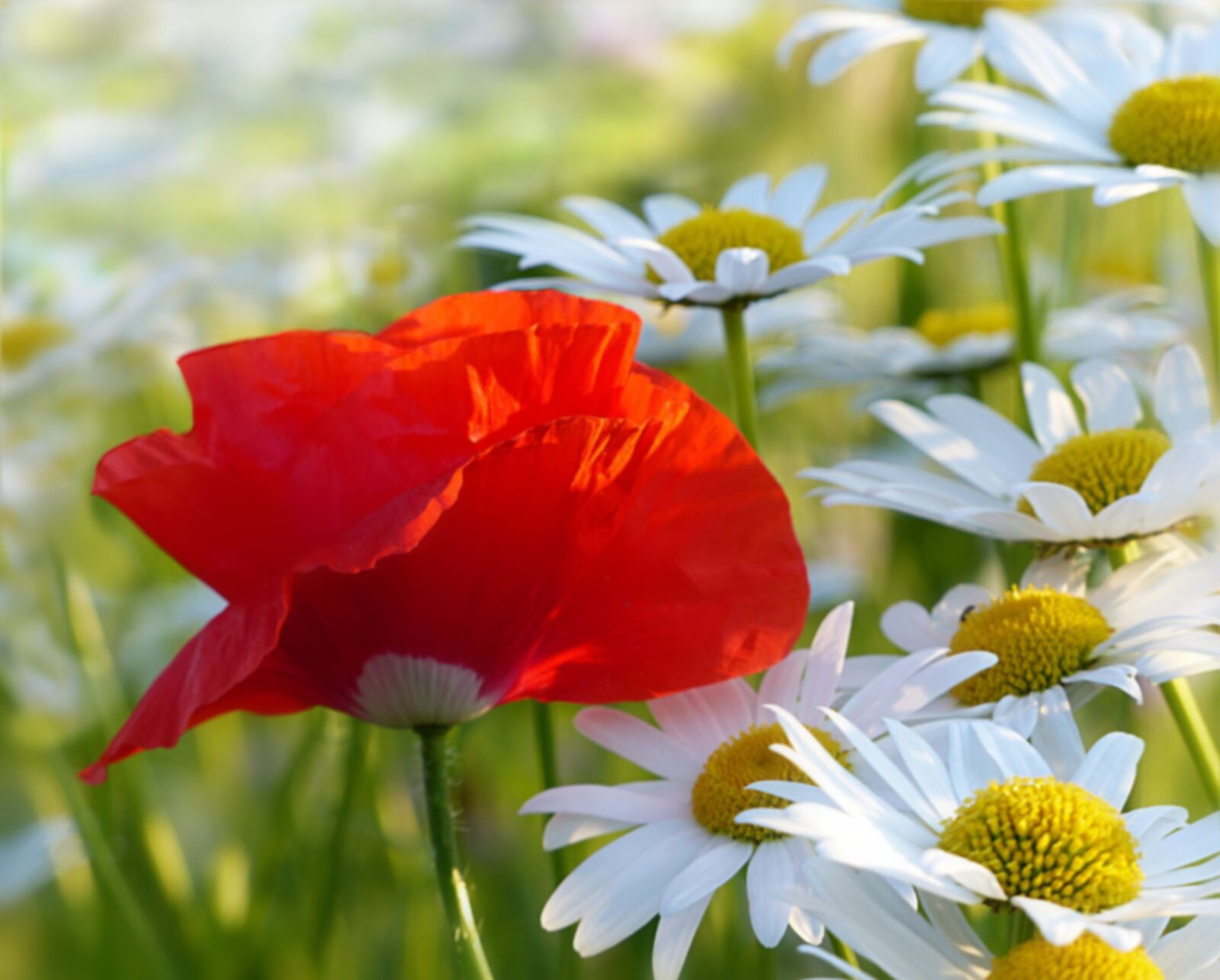 Panasonic Lumix DMC-FZ200 sample photo. Plant, flower, poppy red photography