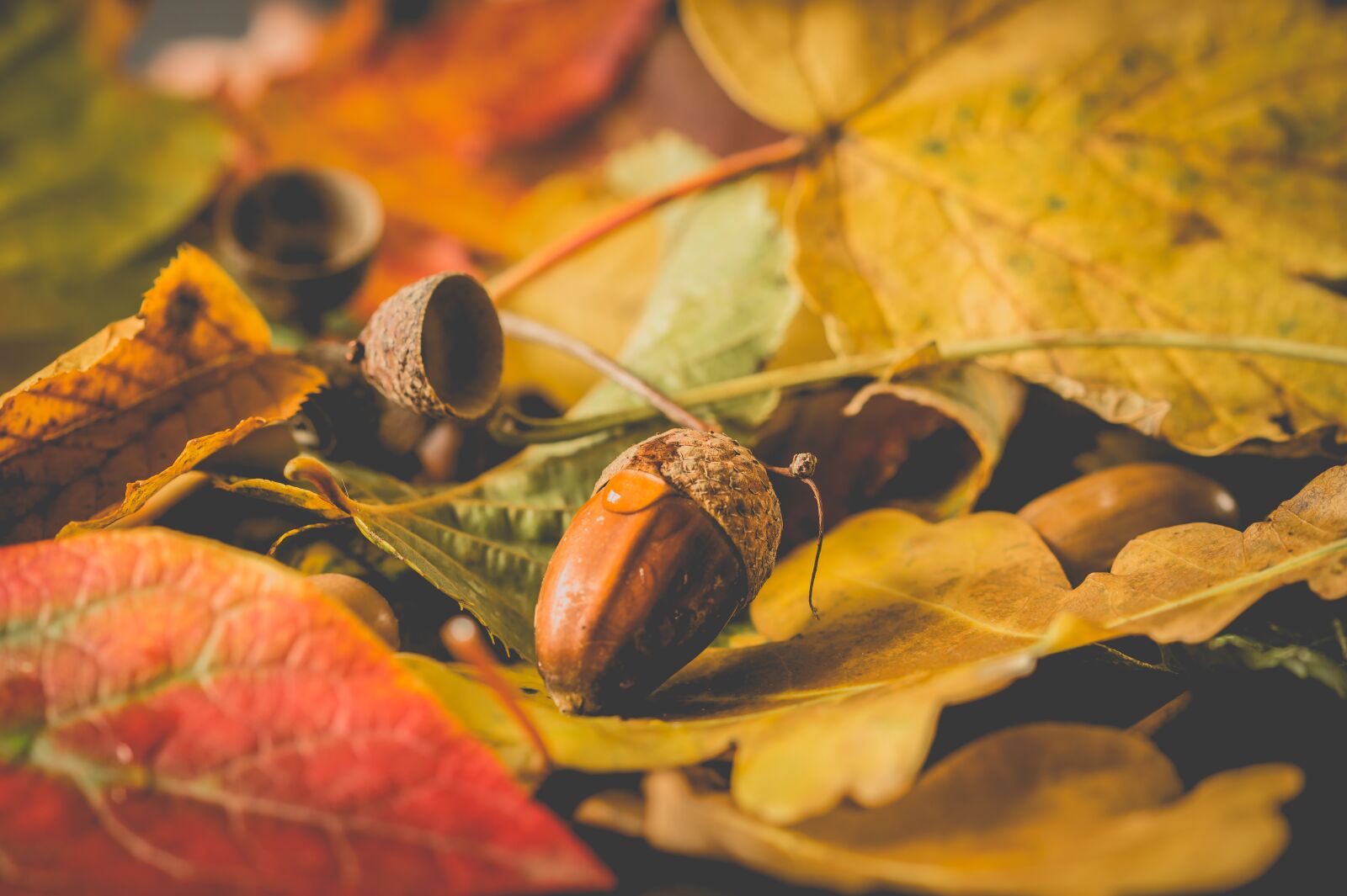 Sony SLT-A58 + 105mm F2.8 sample photo. Sheet, autumn, autumn leaf photography