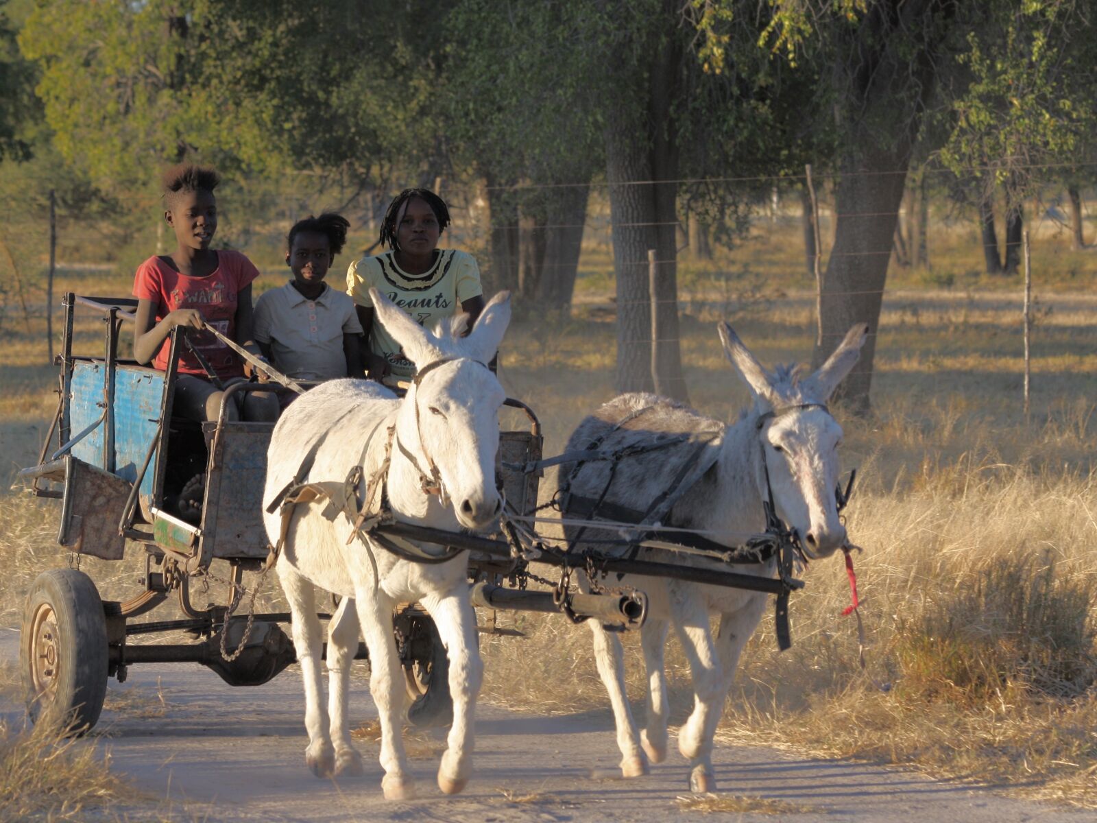 Canon EOS 450D (EOS Rebel XSi / EOS Kiss X2) sample photo. Africa, donkey, children photography