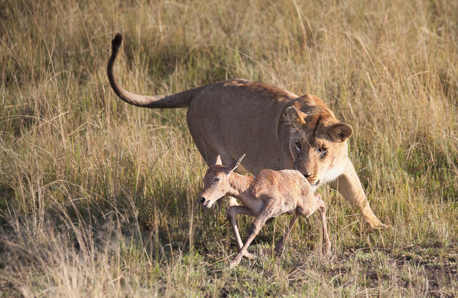 Canon EOS 5D Mark II sample photo. Africa, animal, antelope photography