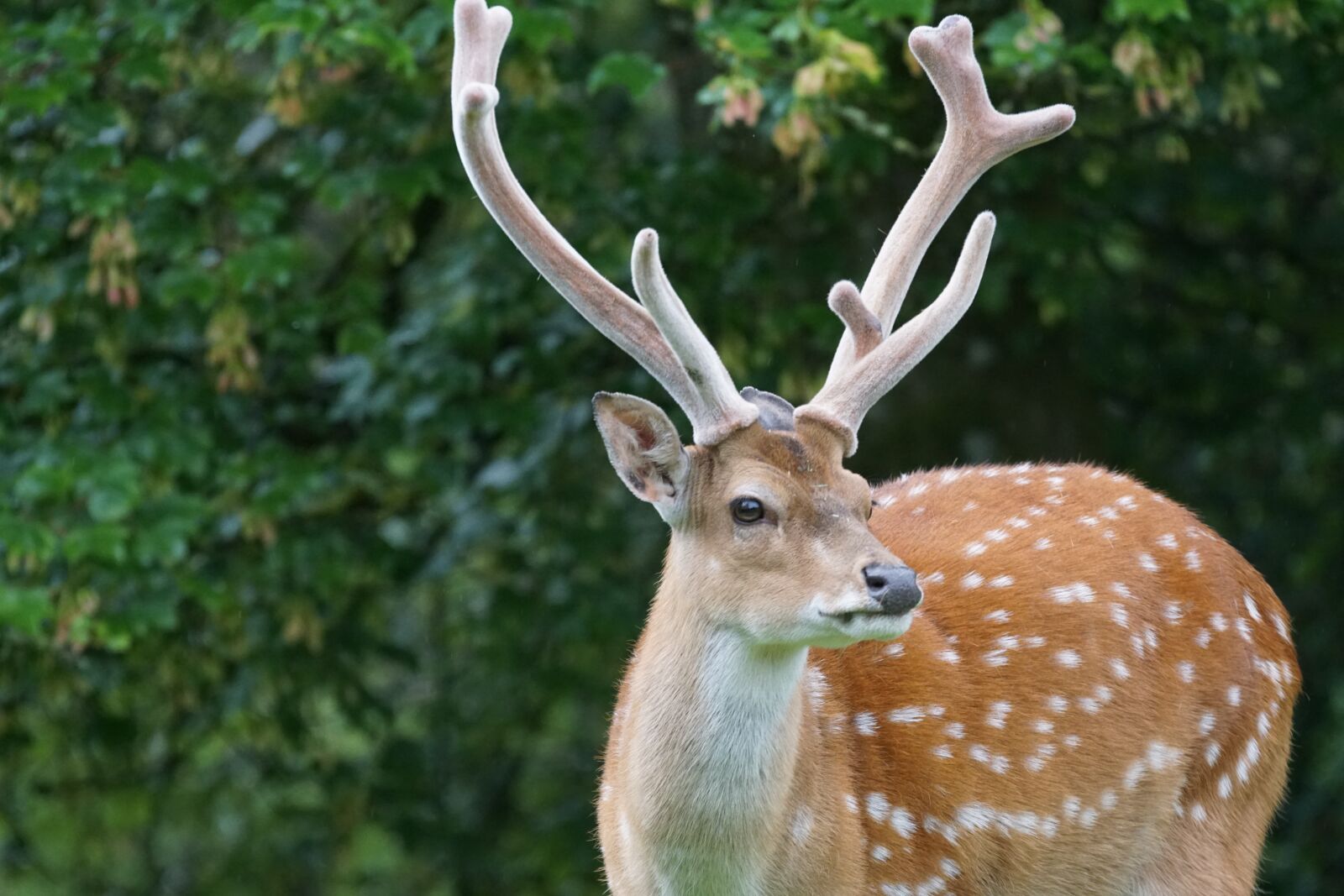Sony ILCA-77M2 sample photo. Sika deer, hirsch, noble photography