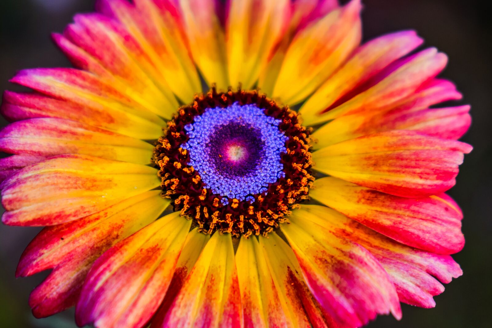 Nikon D5300 sample photo. Flower, nikonphotography, macro photography