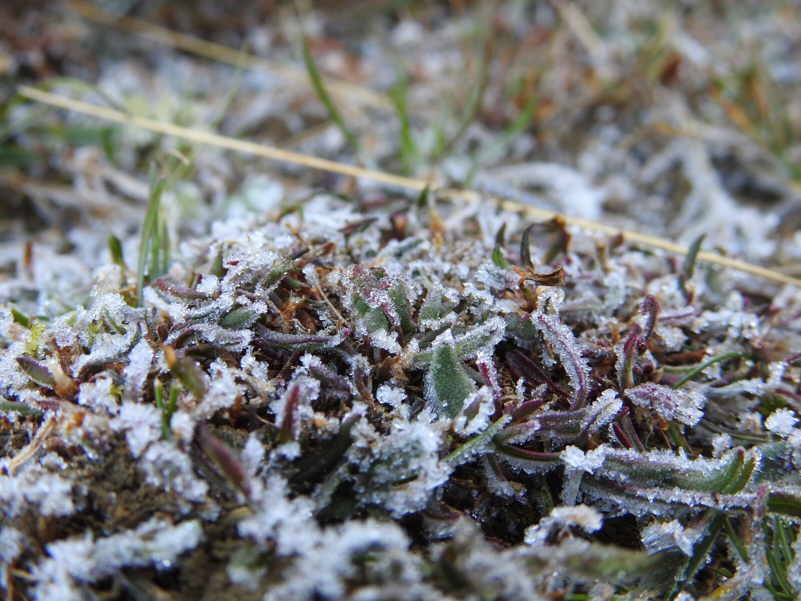 Nikon Coolpix P900 sample photo. Frost, snow, cold photography