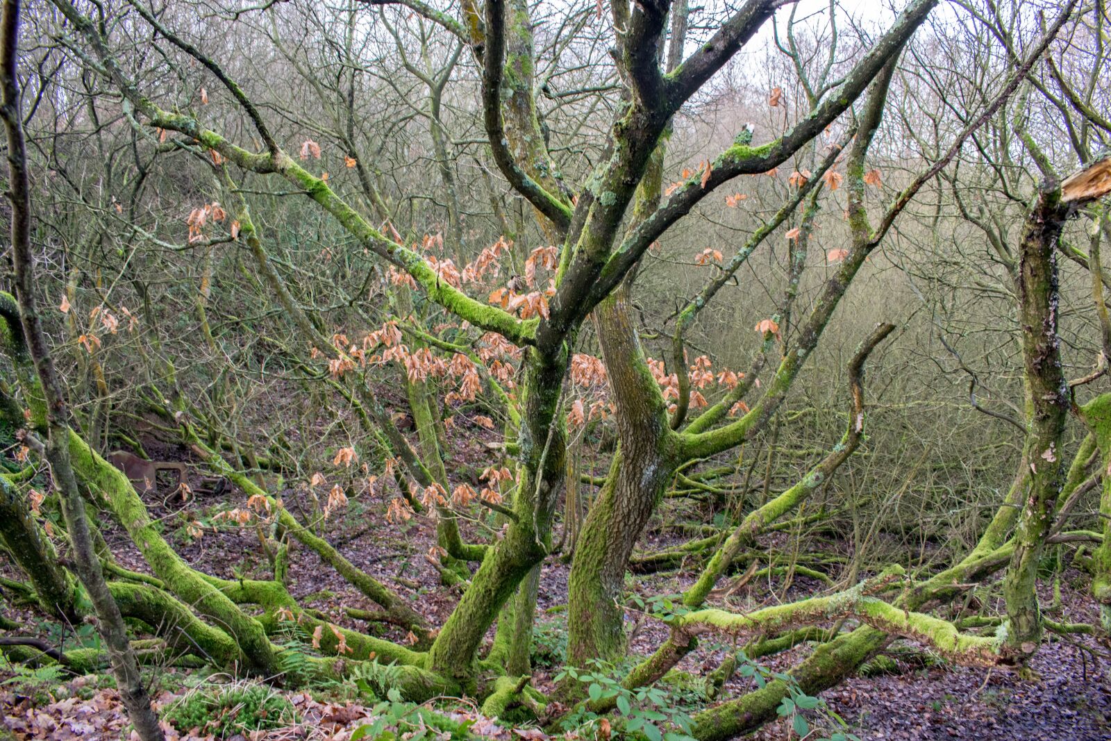 Nikon D3300 sample photo. Tree, moss, nature photography