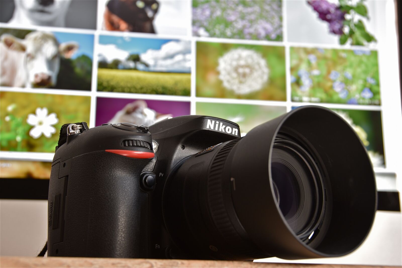 Nikon D5600 sample photo. Camera, digital, nikon photography