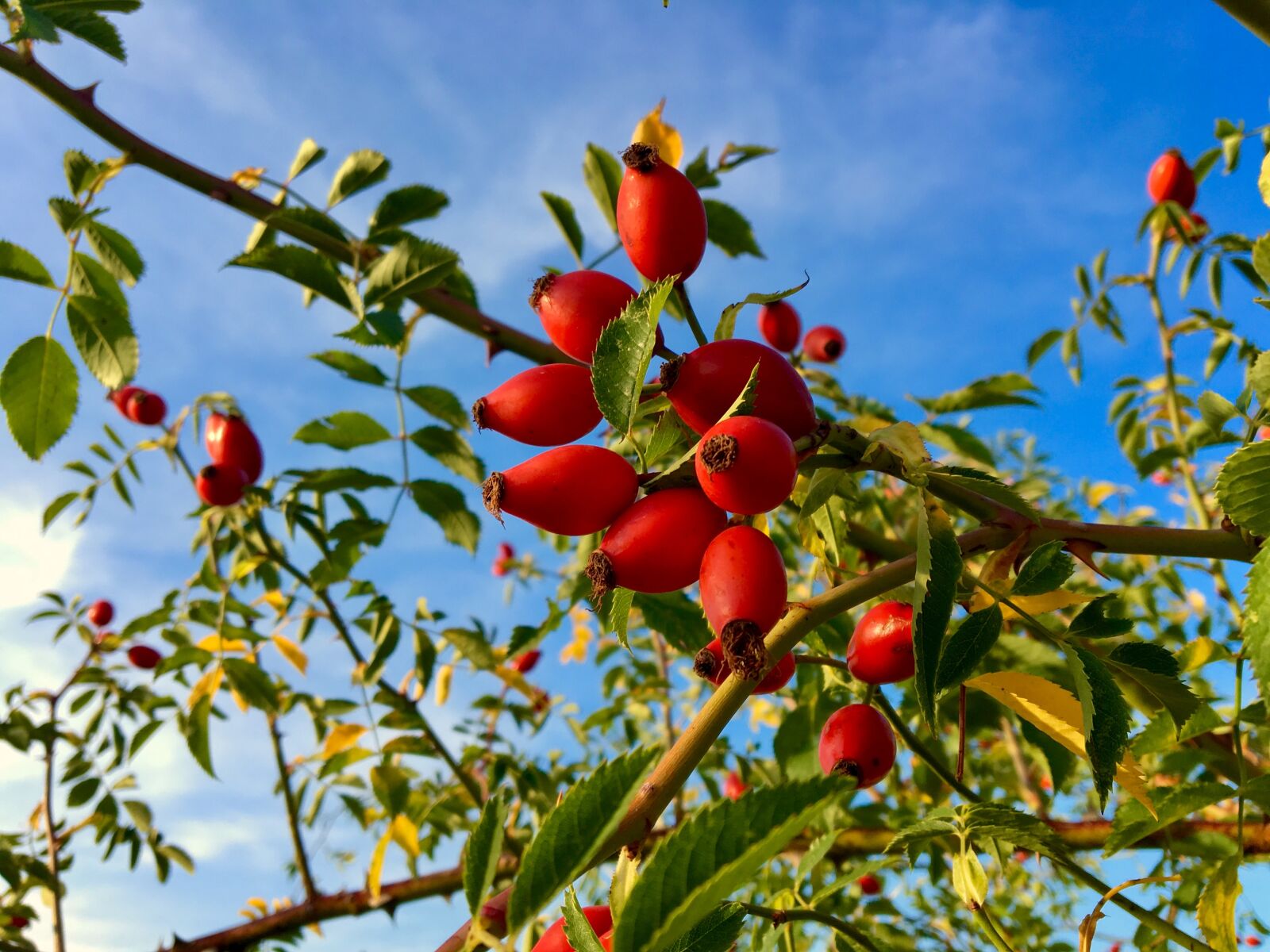 Apple iPhone 6s sample photo. Rose hip, plant, flora photography
