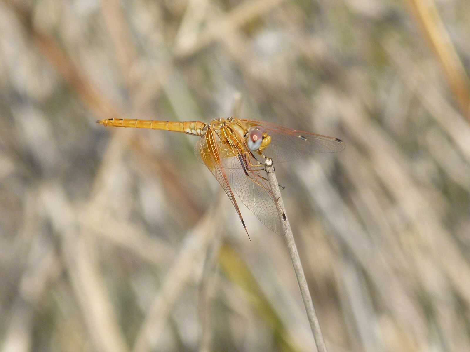 Leica V-Lux 2 sample photo. Dragonfly, stem, yellow dragonfly photography