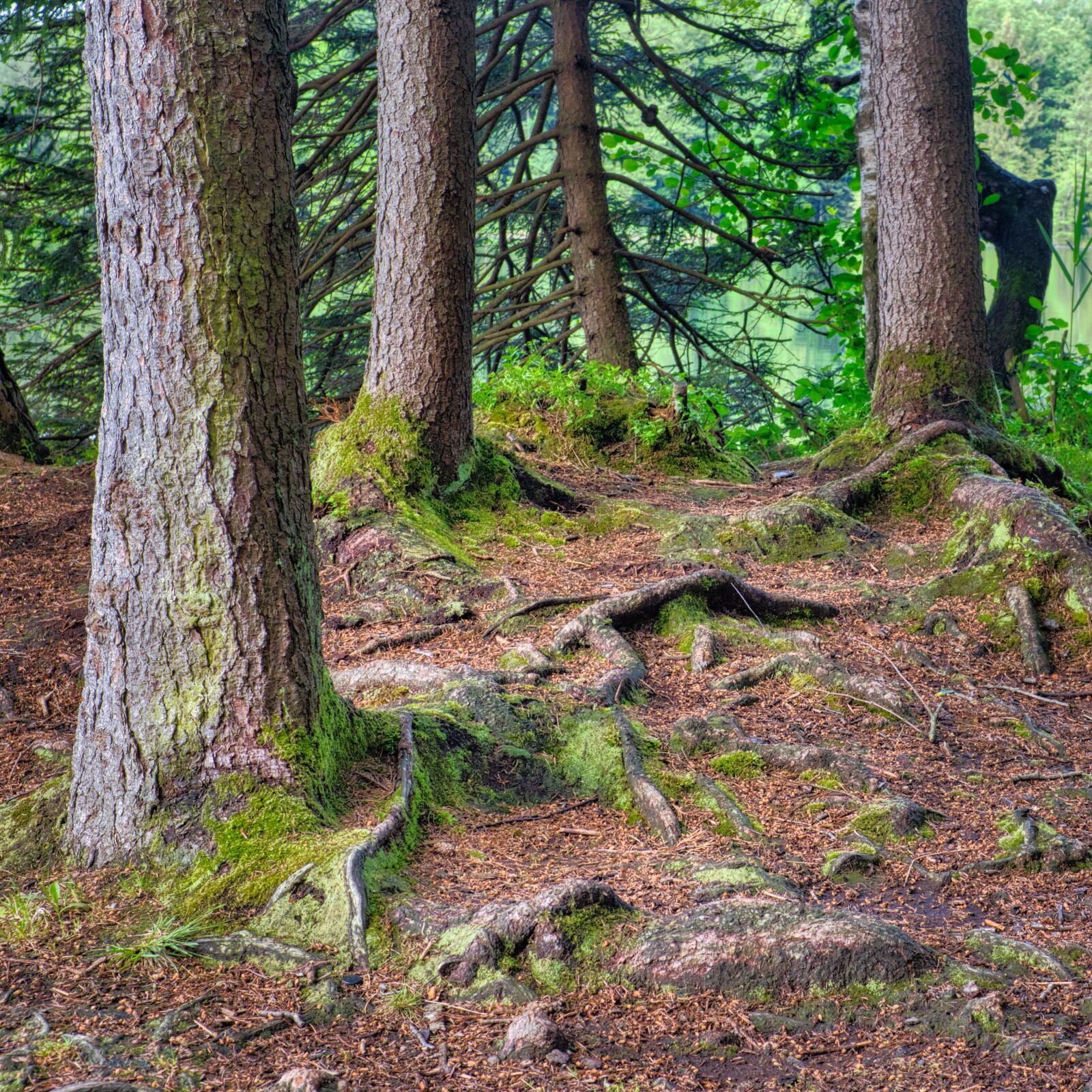 Nikon D7500 sample photo. Root system, root, forest photography