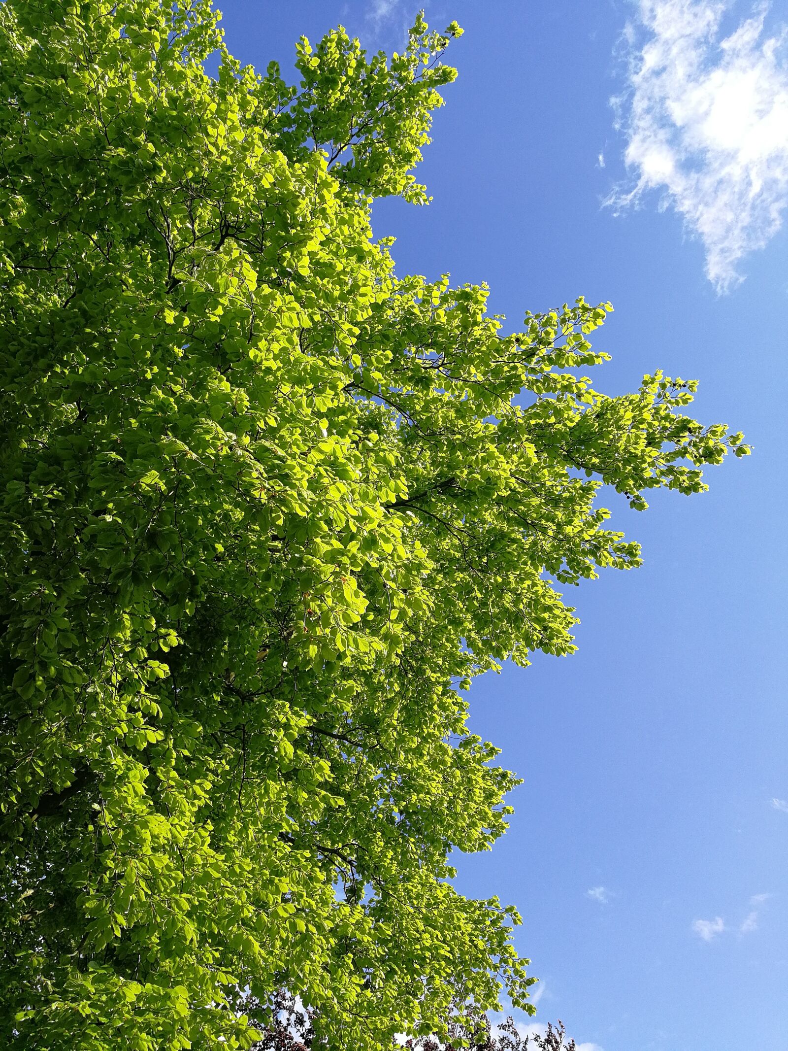HUAWEI P10 sample photo. Blue, skie, blue, sky photography