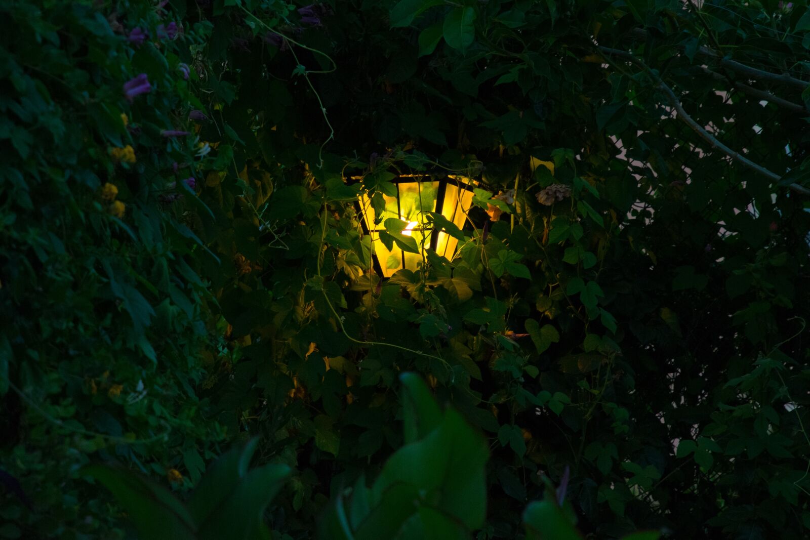 Nikon D5300 sample photo. Lamp, vegetation, dusk photography