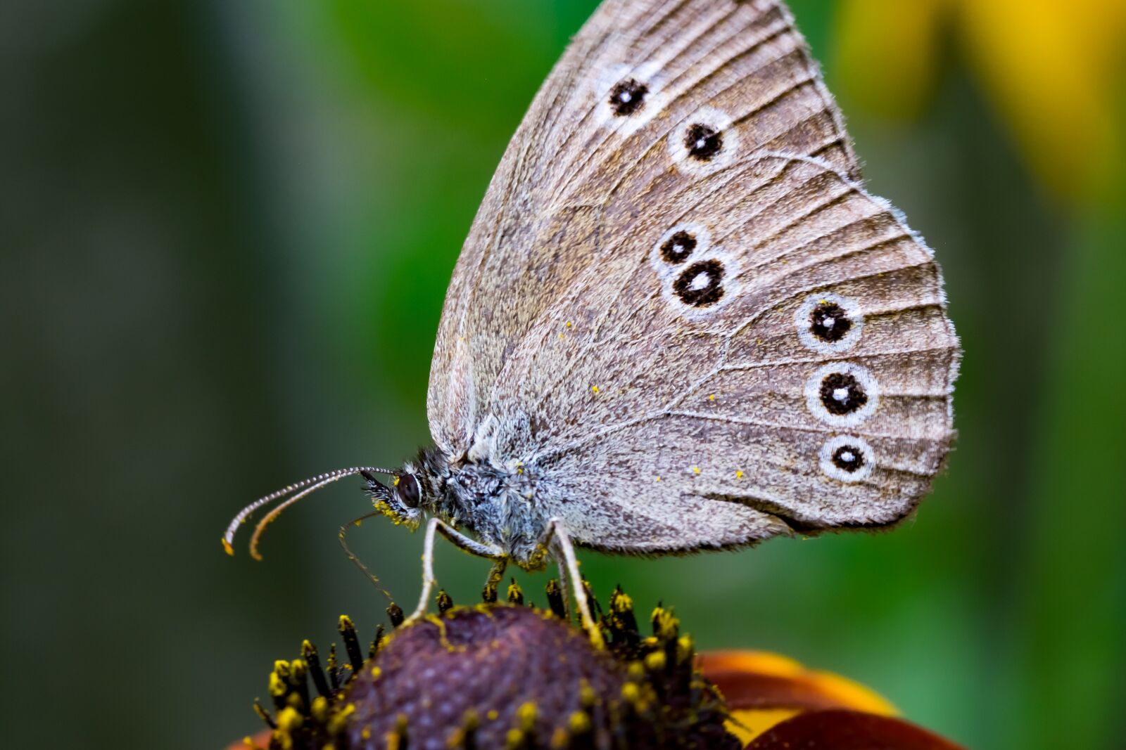 Fujifilm X-T10 sample photo. Przestrojnik, lawn, butterfly photography