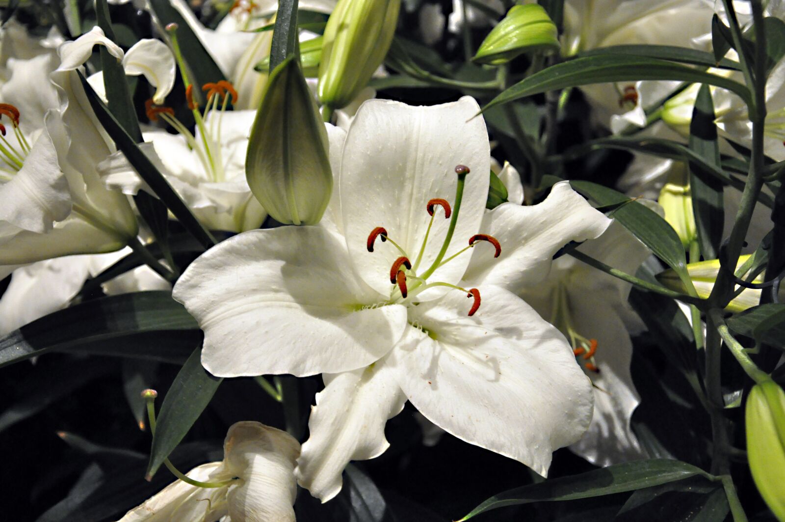 Nikon D90 sample photo. Lily, white, floral photography