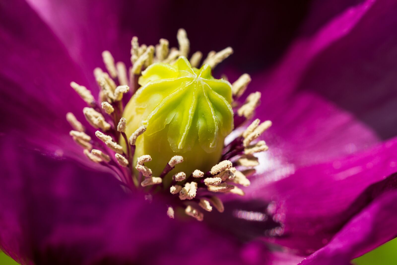 Canon EOS 7D sample photo. Poppy, violet, blossom photography