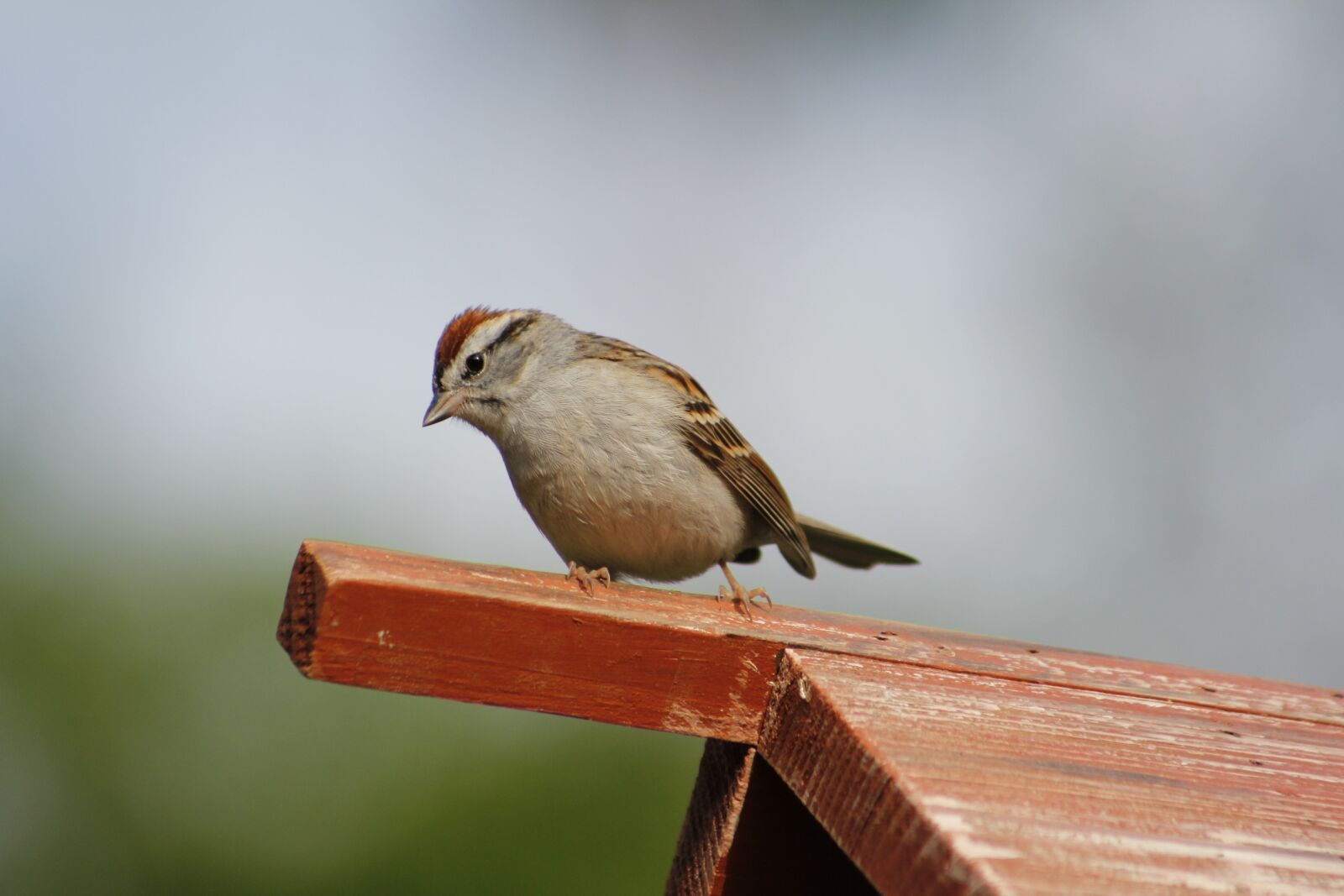 Canon EOS 550D (EOS Rebel T2i / EOS Kiss X4) sample photo. Bird, wildlife, nature photography