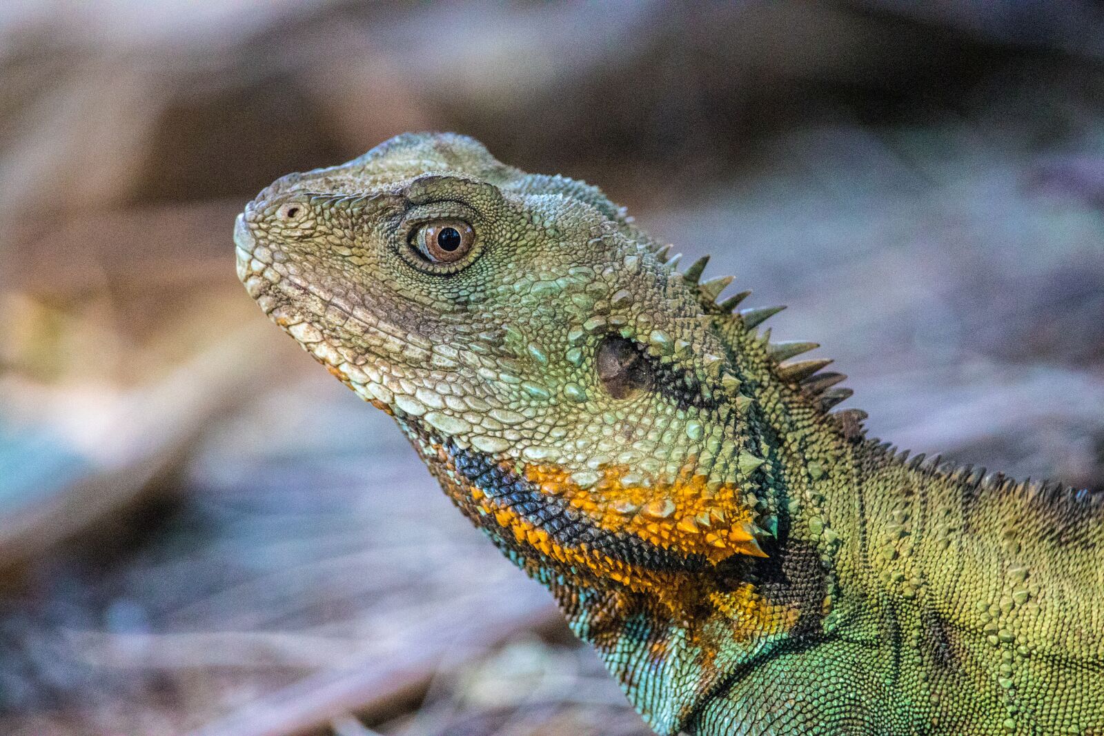 Canon EOS 200D (EOS Rebel SL2 / EOS Kiss X9) sample photo. Nature, lizard, wildlife photography