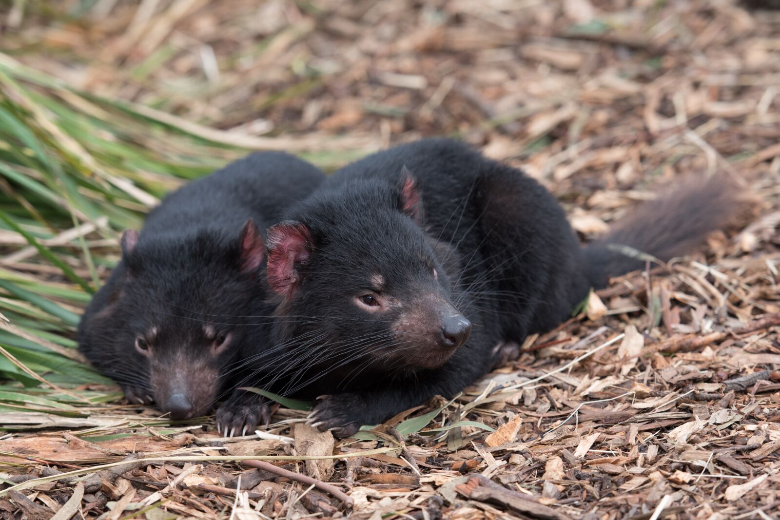 Nikon D750 sample photo. Tasmanian devil, tassie devil photography
