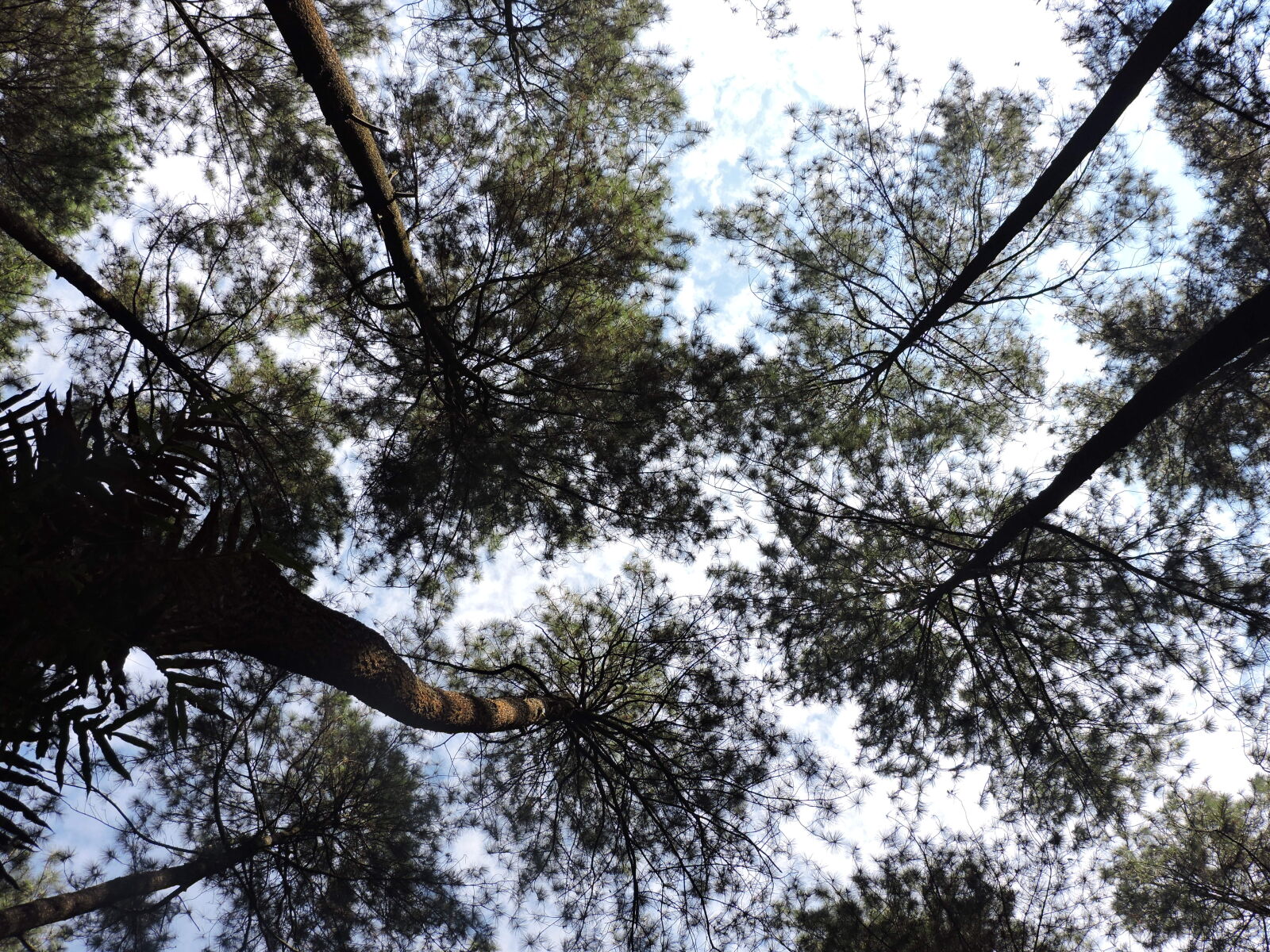 Nikon Coolpix P530 sample photo. Forest, indonesia, pinus, tree photography