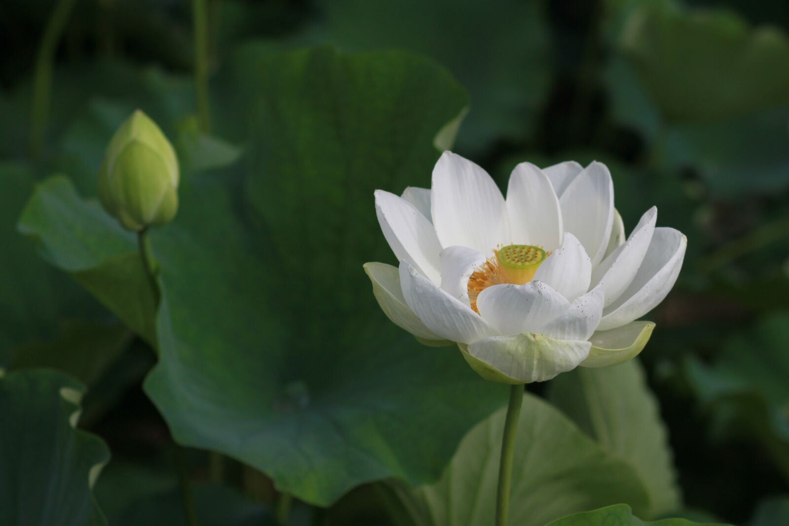 Canon EOS 500D (EOS Rebel T1i / EOS Kiss X3) sample photo. Kite, lotus, nature photography