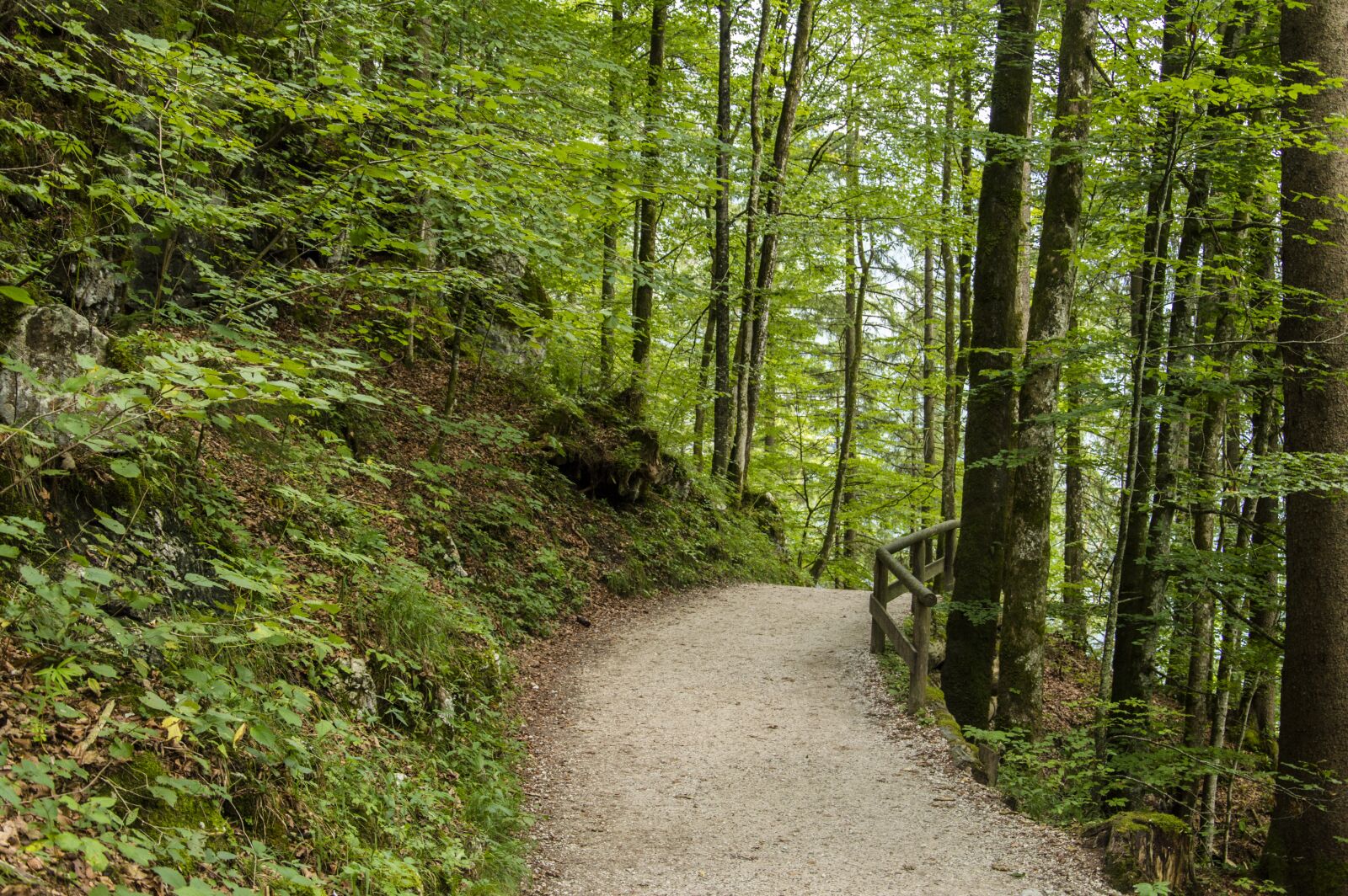 Nikon D3200 sample photo. Forest, autumn, away photography