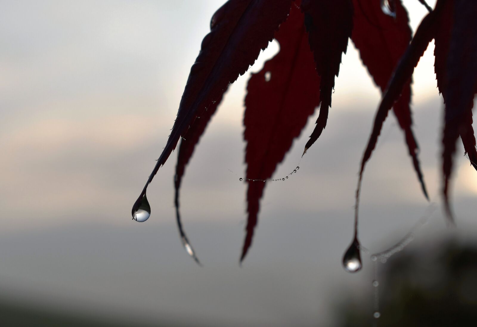 Nikon D5500 sample photo. Drop of water, dew photography
